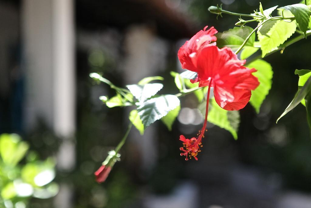 Encanto Das Flores Praia de Pipa Esterno foto