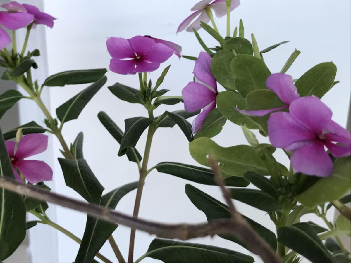 Encanto Das Flores Praia de Pipa Esterno foto